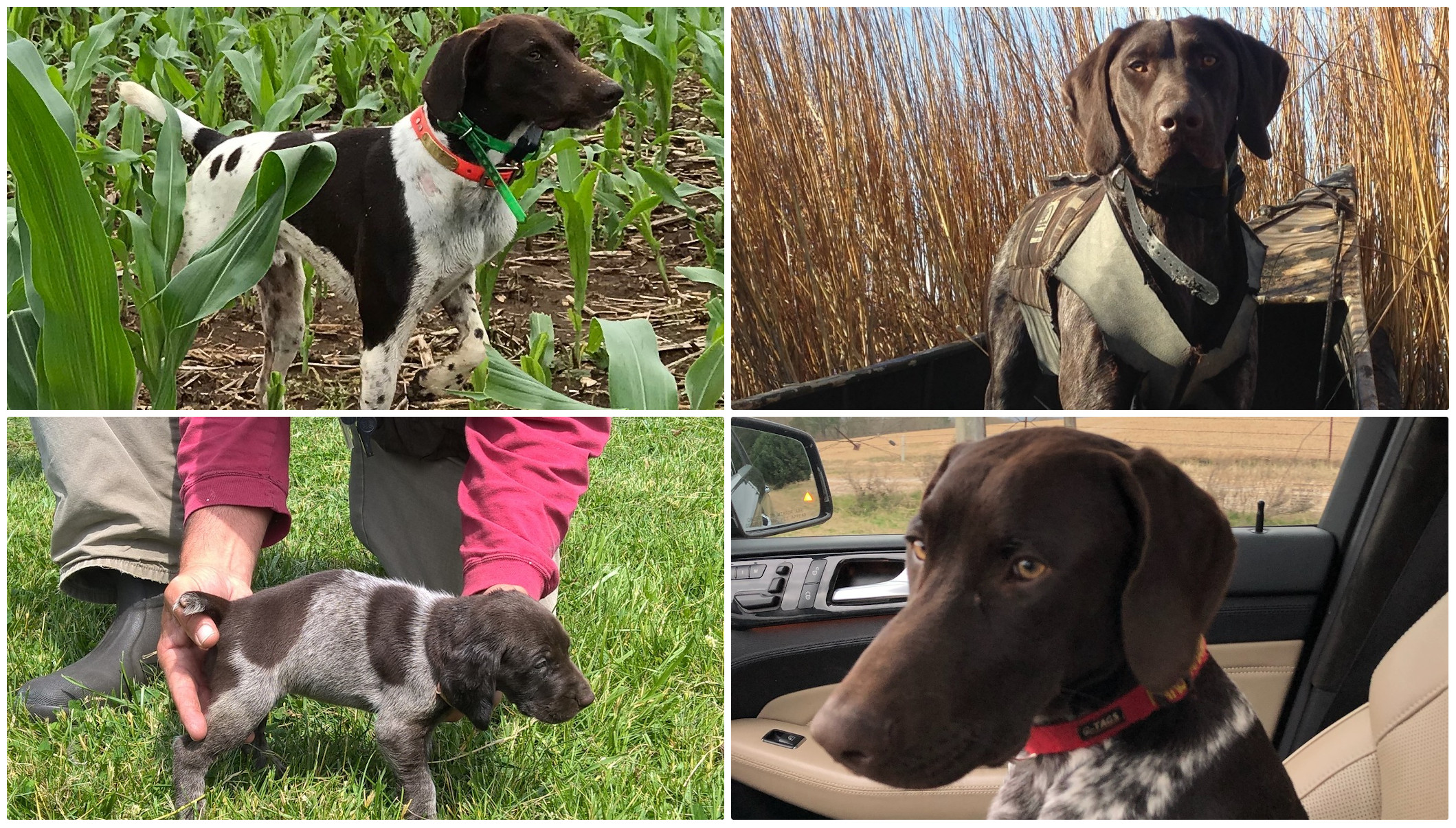 German Shorthaired Pointer Puppies For Sale Texas