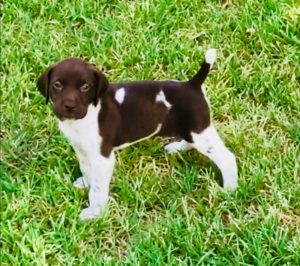 Gallery – Texas GSP Ranch