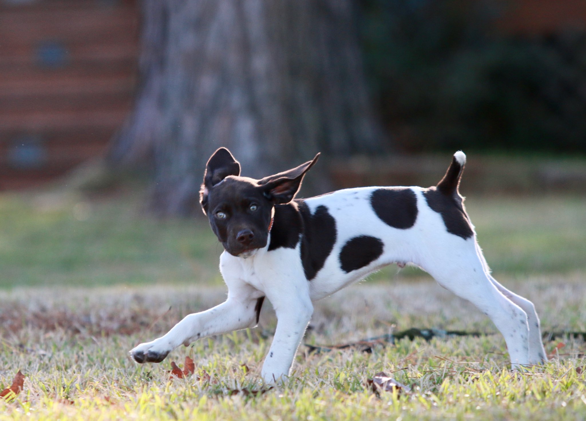 Top-Dog Ancestry